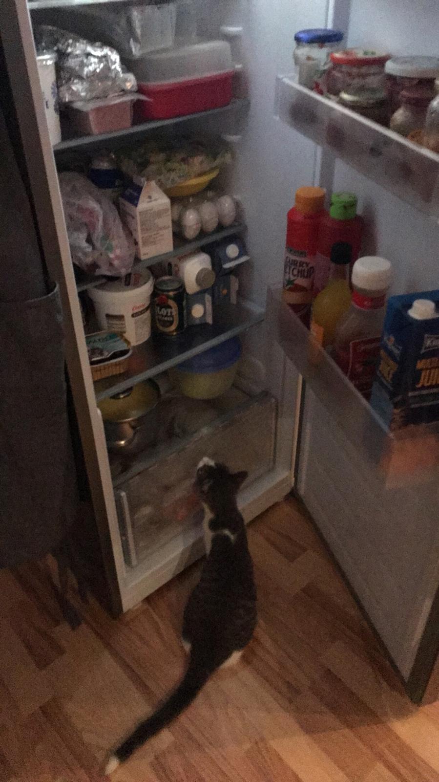 Huskat Felix billede 9