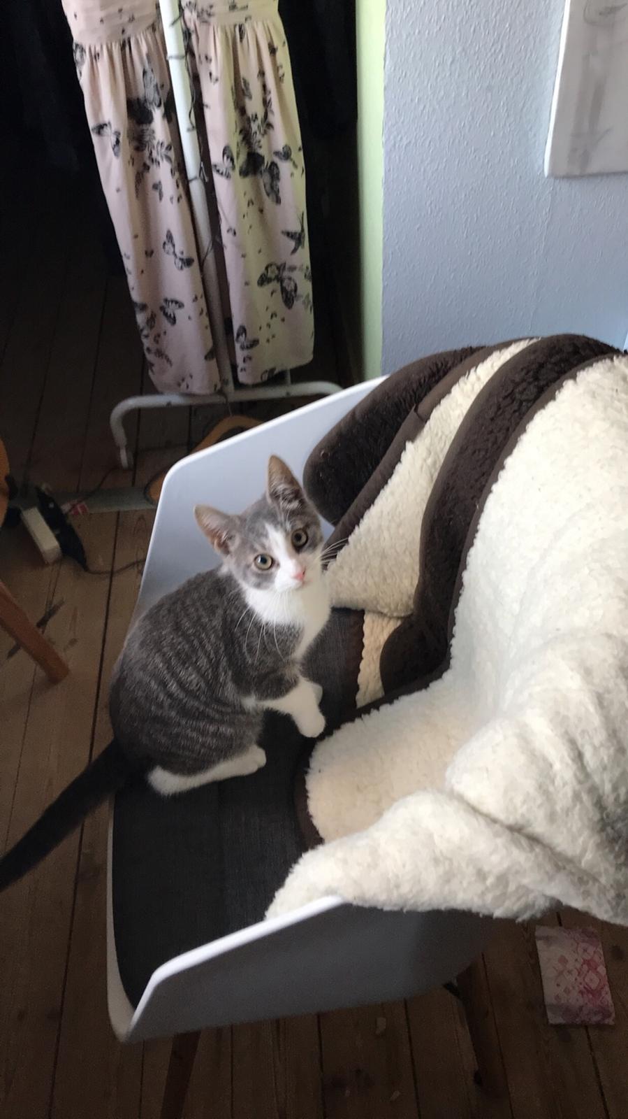 Huskat Felix billede 11