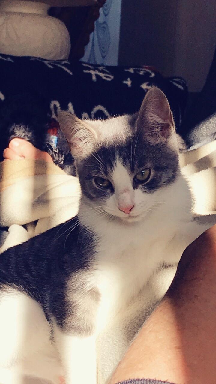 Huskat Felix billede 12