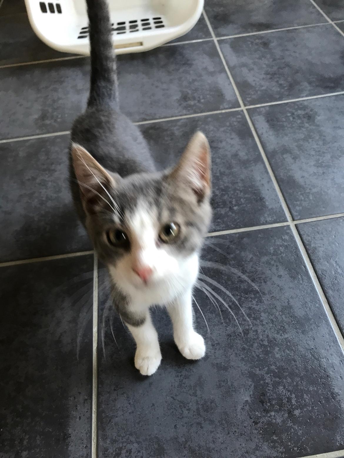 Huskat Felix billede 13