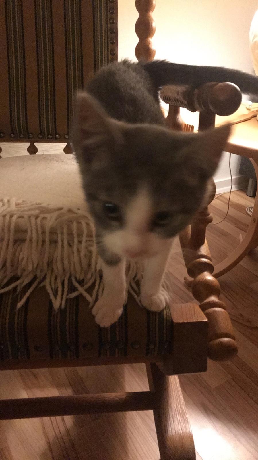 Huskat Felix billede 14