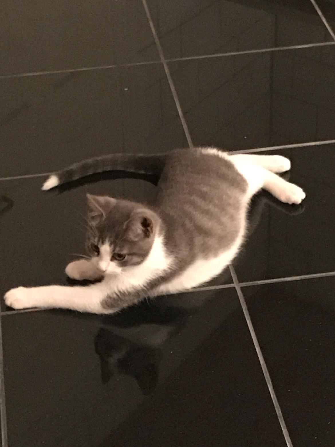 Huskat Felix billede 15