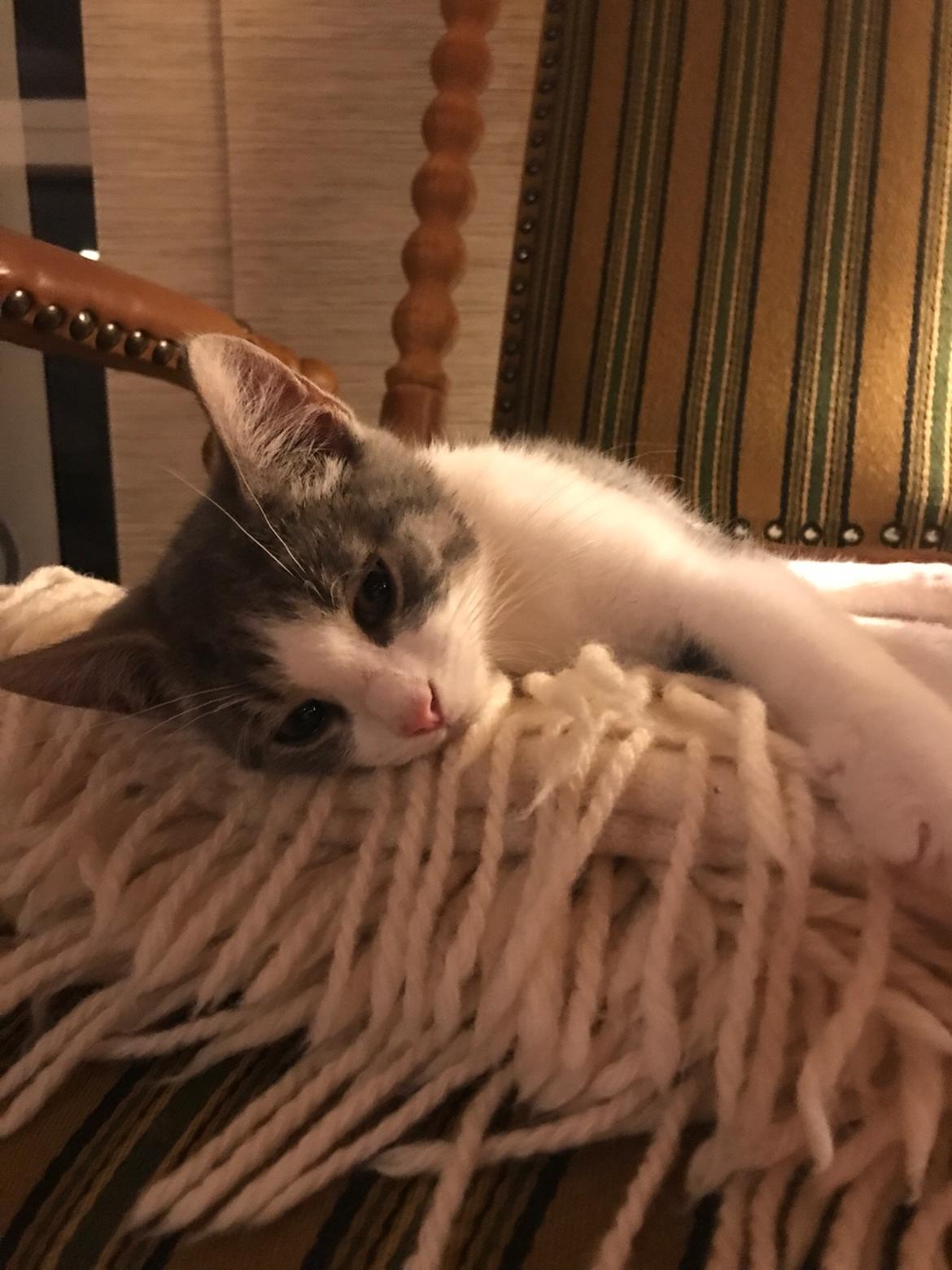 Huskat Felix billede 1