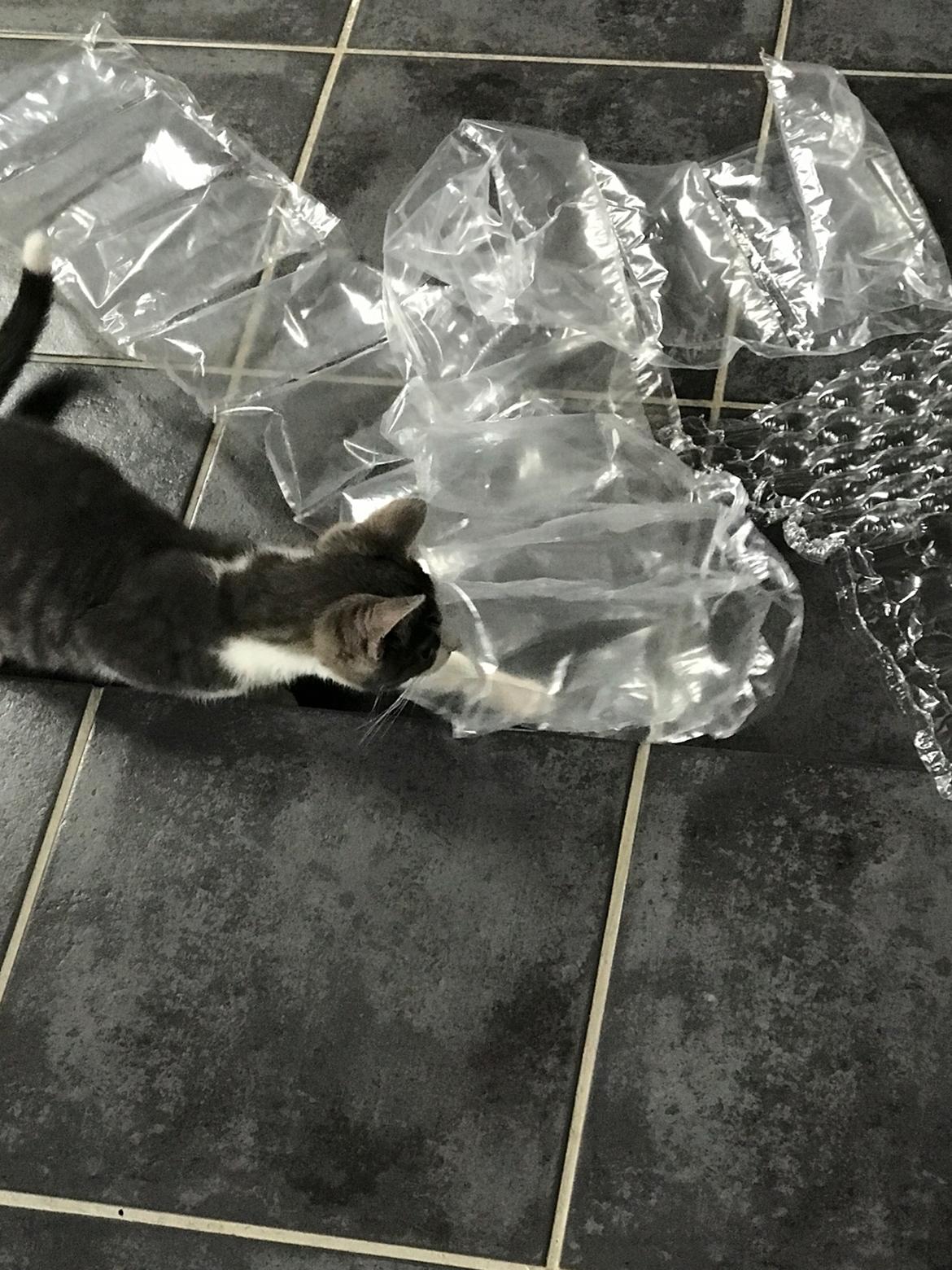 Huskat Felix billede 16