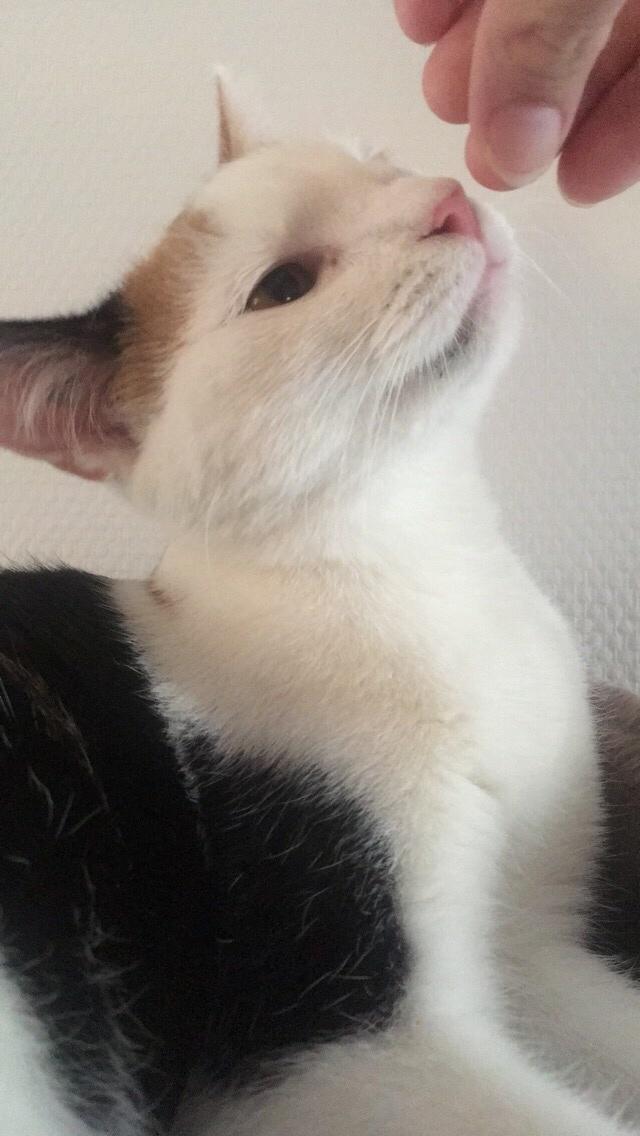 Huskat Gry billede 14