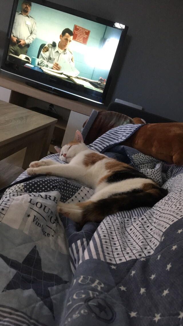 Huskat Gry billede 18