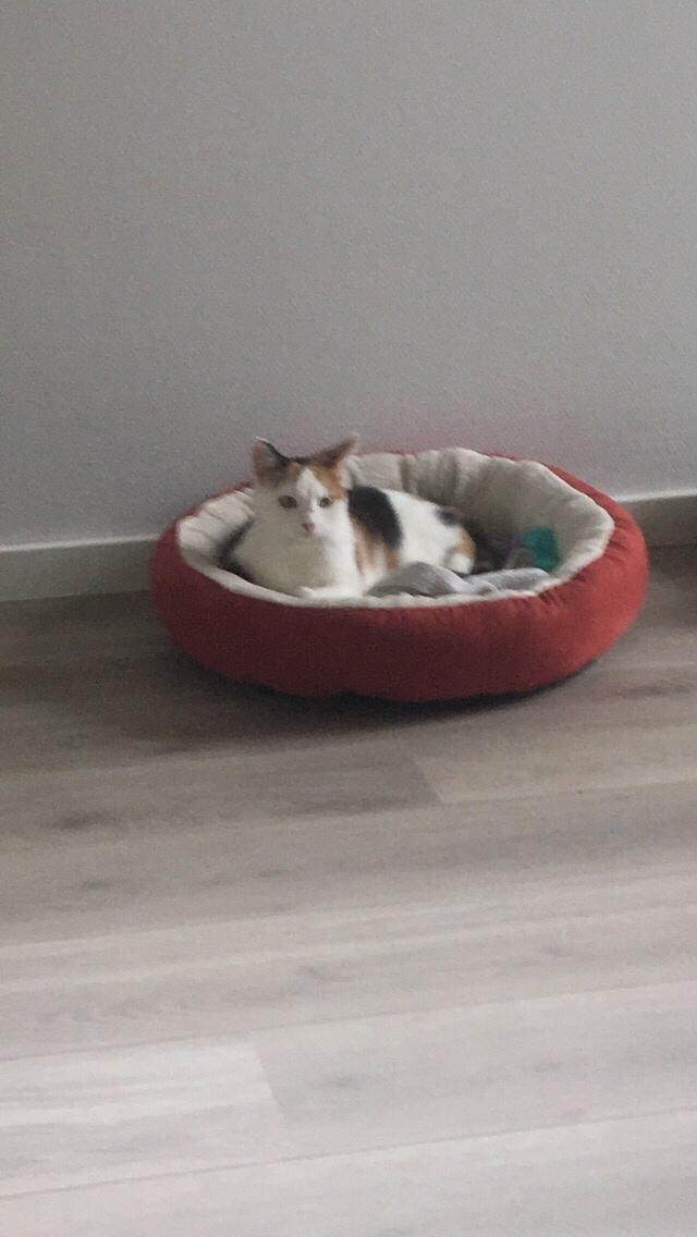 Huskat Gry billede 27