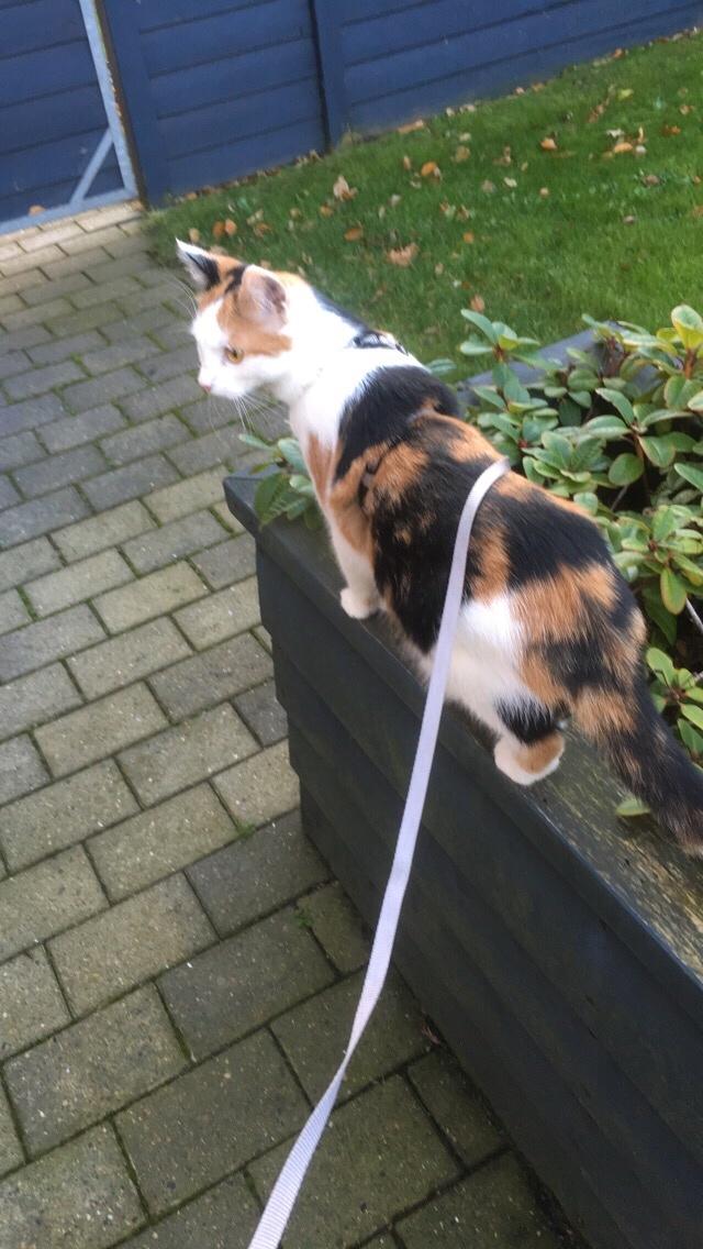 Huskat Gry billede 24