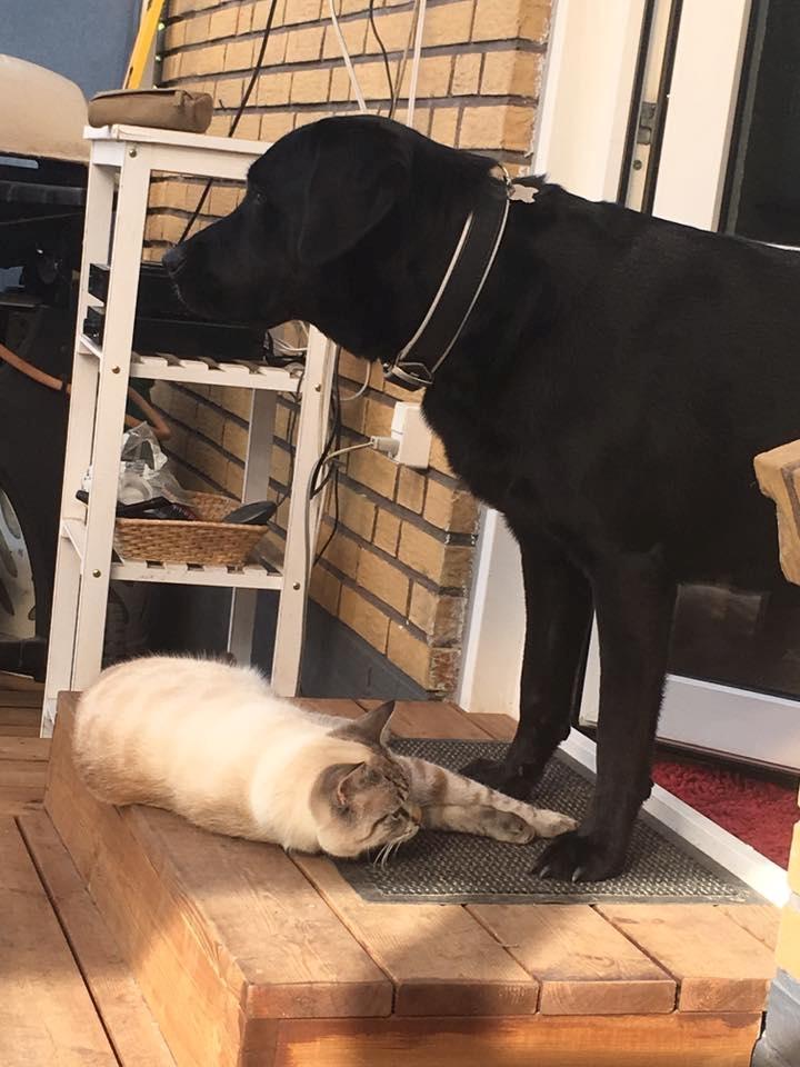 Huskat A lucky Cheesecake - Bogge billede 4