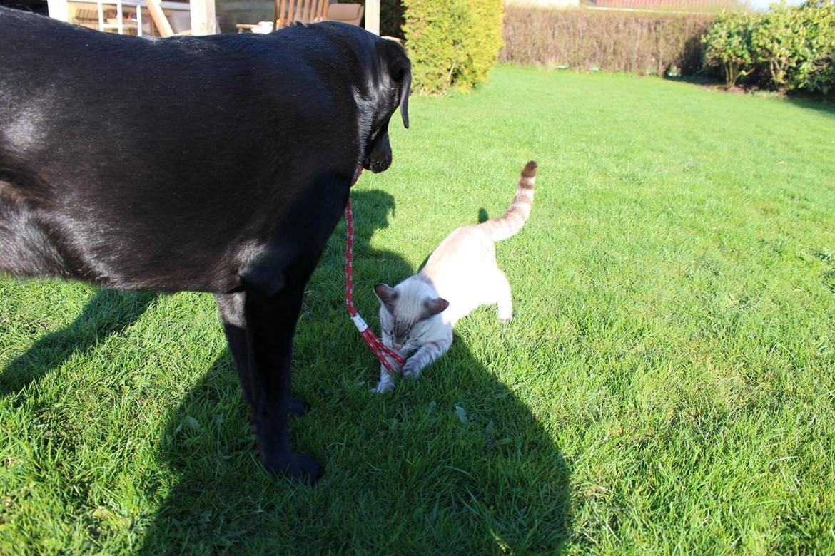 Huskat A lucky Cheesecake - Bogge billede 5