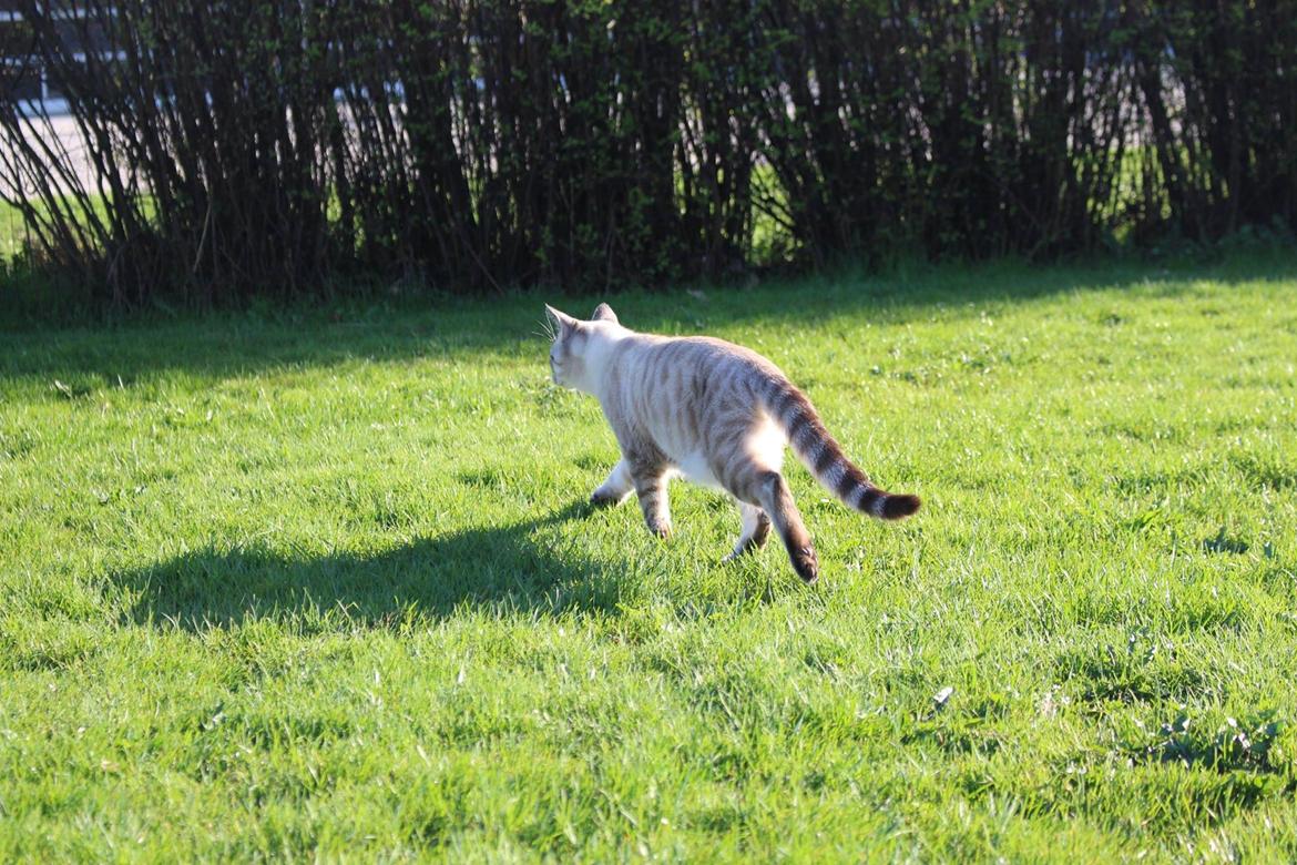 Huskat A lucky Cheesecake - Bogge billede 6