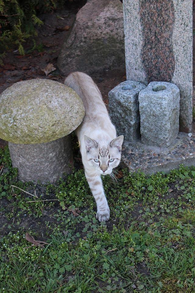 Huskat A lucky Cheesecake - Bogge billede 9