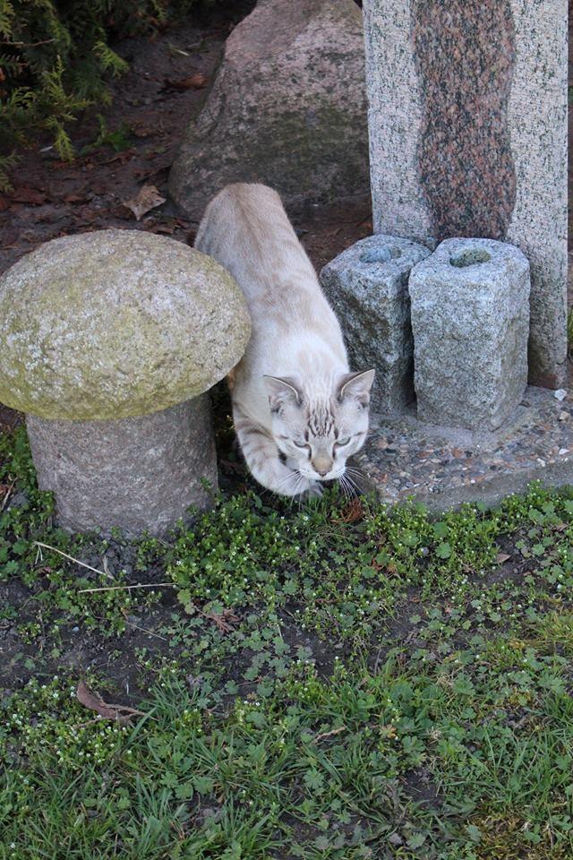 Huskat A lucky Cheesecake - Bogge billede 11