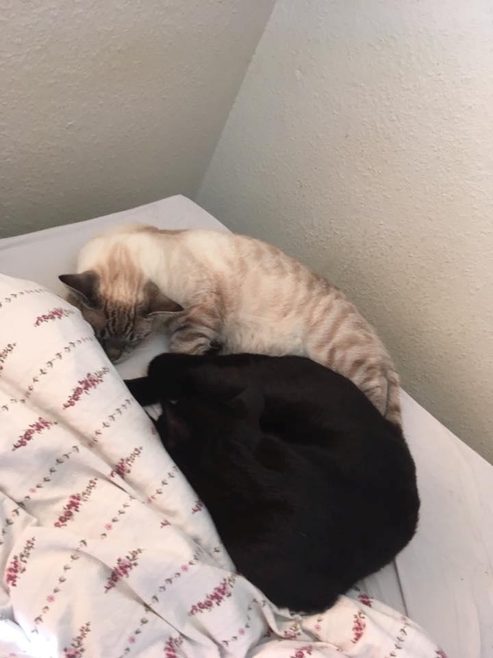 Huskat A lucky Cheesecake - Bogge billede 12