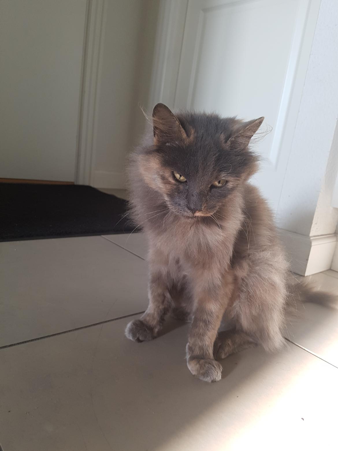 Blanding af racer Musse billede 7