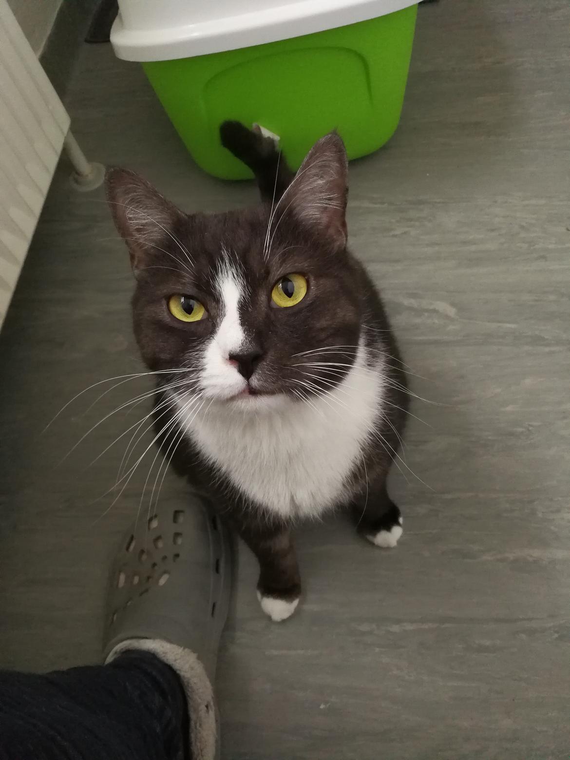 Blanding af racer Simba billede 1