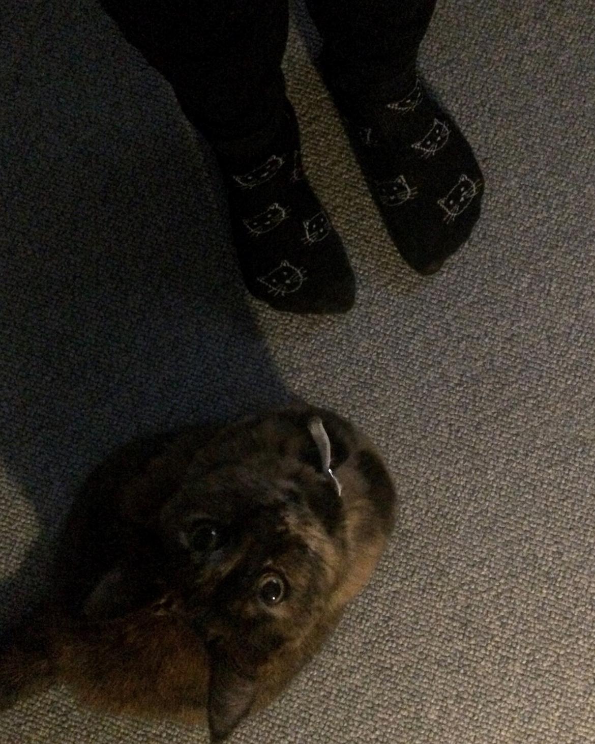 Huskat Kira billede 2