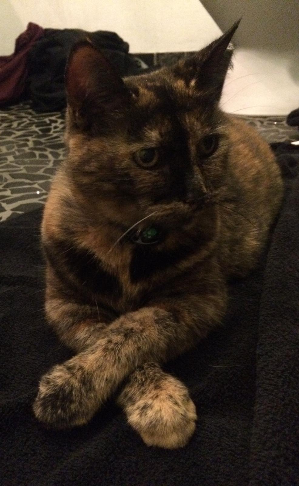 Huskat Kira billede 3