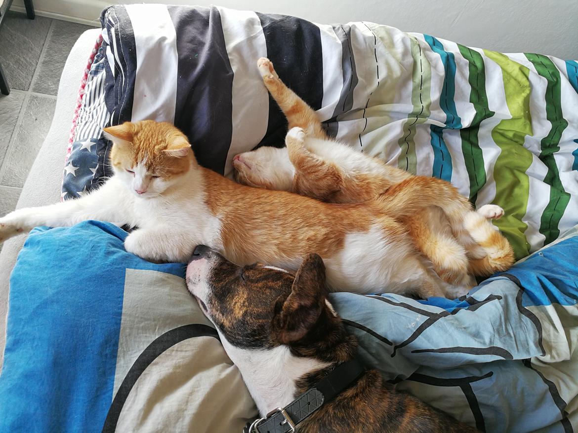 Blanding af racer Basse // Julle - Luna, Minnie og Jeg billede 3