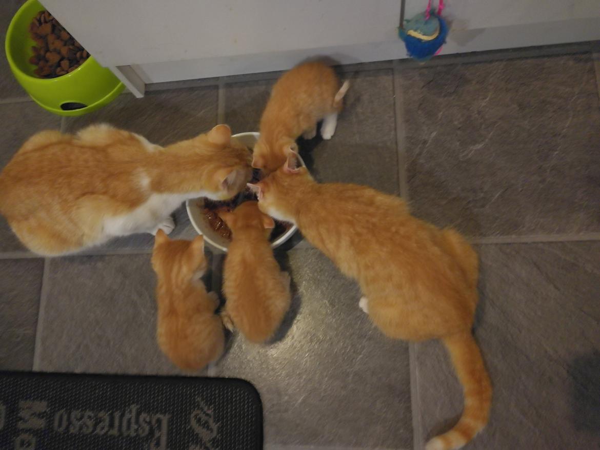 Blanding af racer Basse // Julle - familien rød - minnie + basse = 3 killinger billede 4