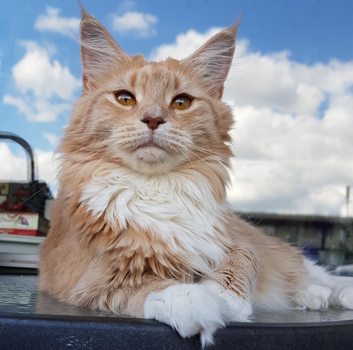 Maine Coon Elsa billede 1