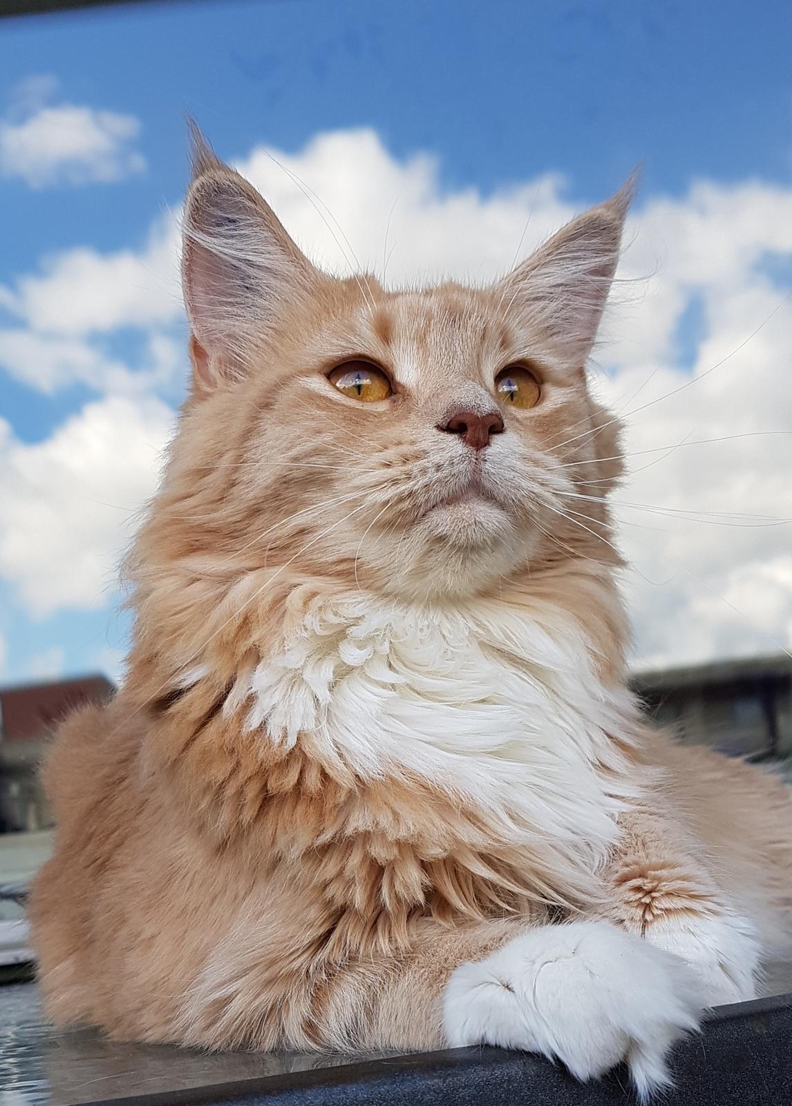 Maine Coon Elsa billede 6