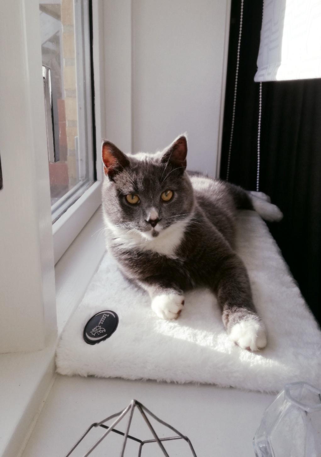 Blanding af racer Mufasa billede 1