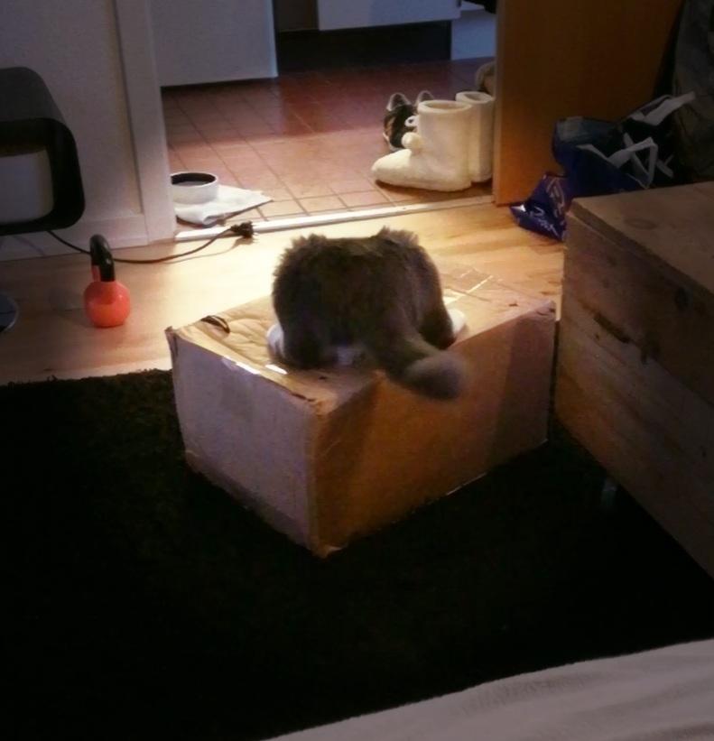 Blanding af racer Mufasa billede 14