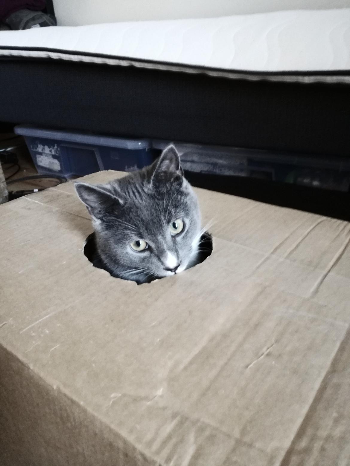 Blanding af racer Mufasa billede 13