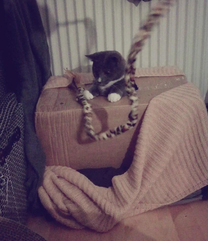 Blanding af racer Mufasa billede 11