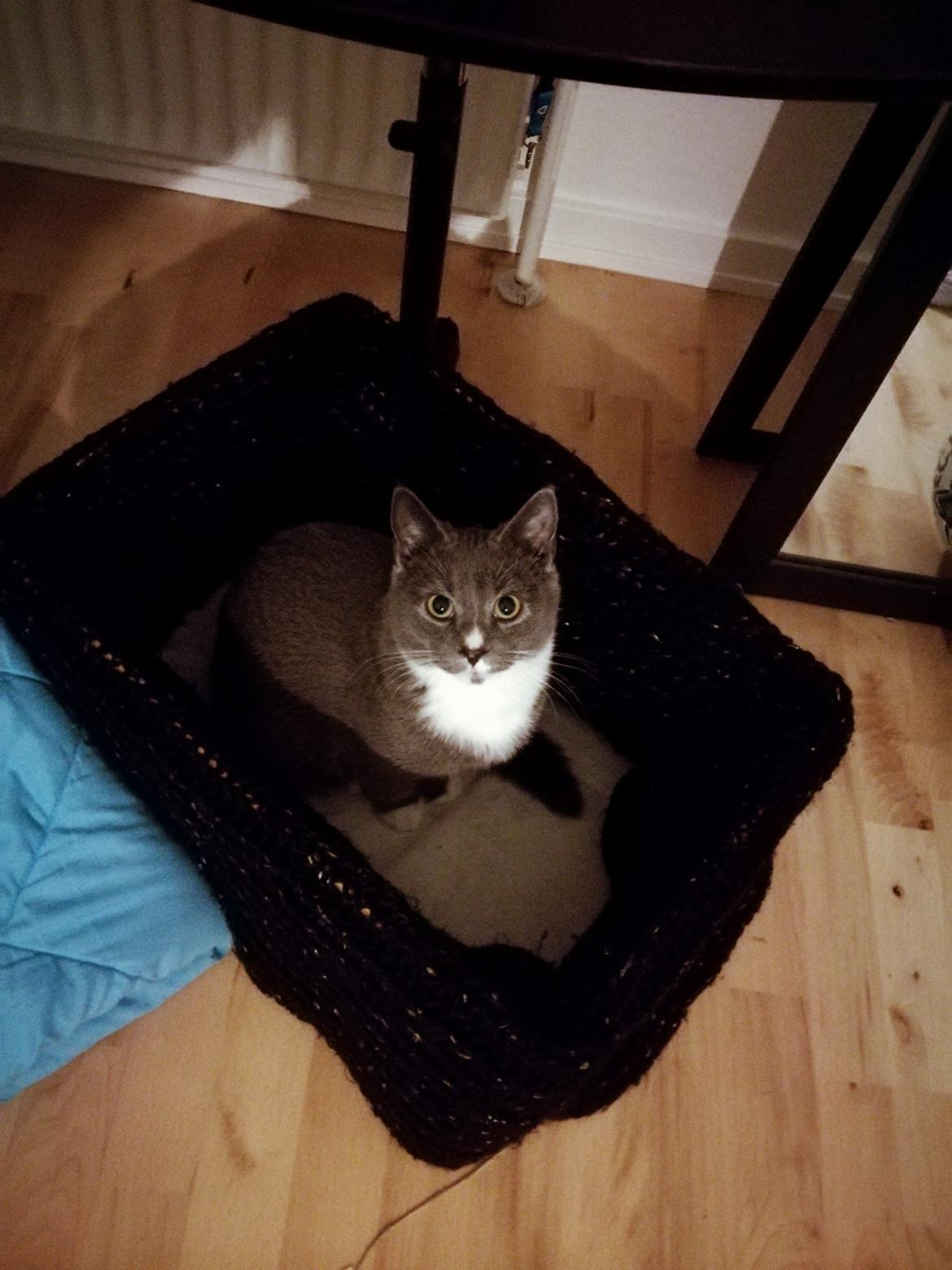 Blanding af racer Mufasa billede 7