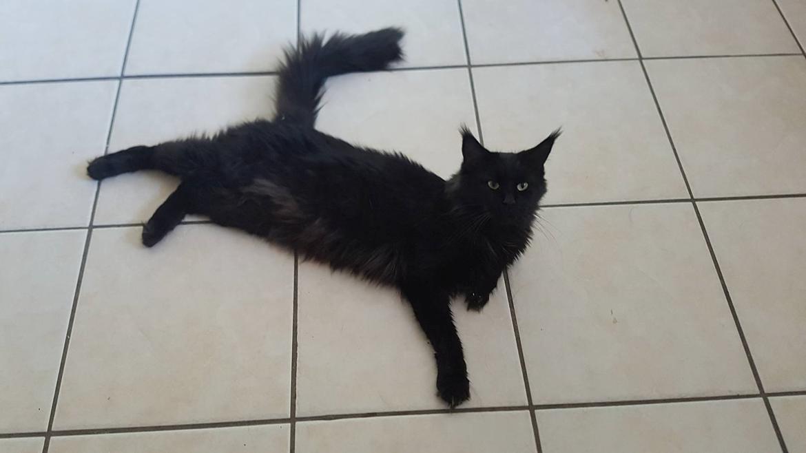 Maine Coon Panther (Pan)  billede 7