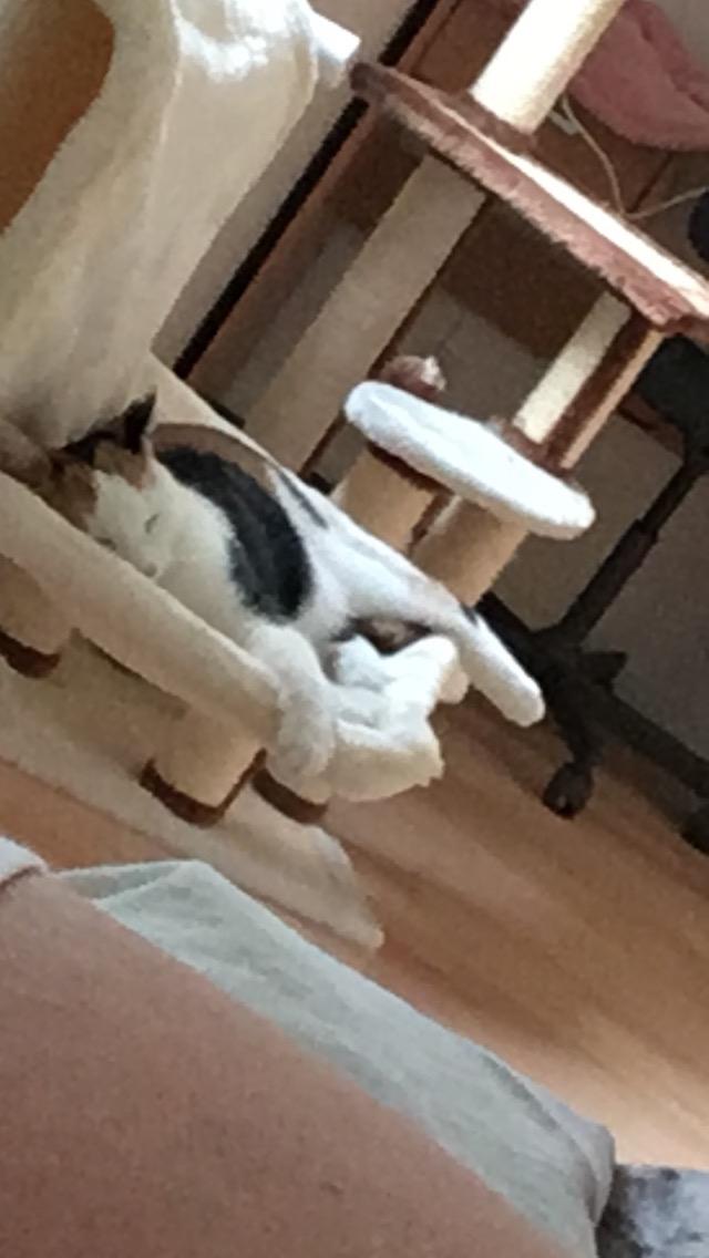 Huskat Gry billede 31