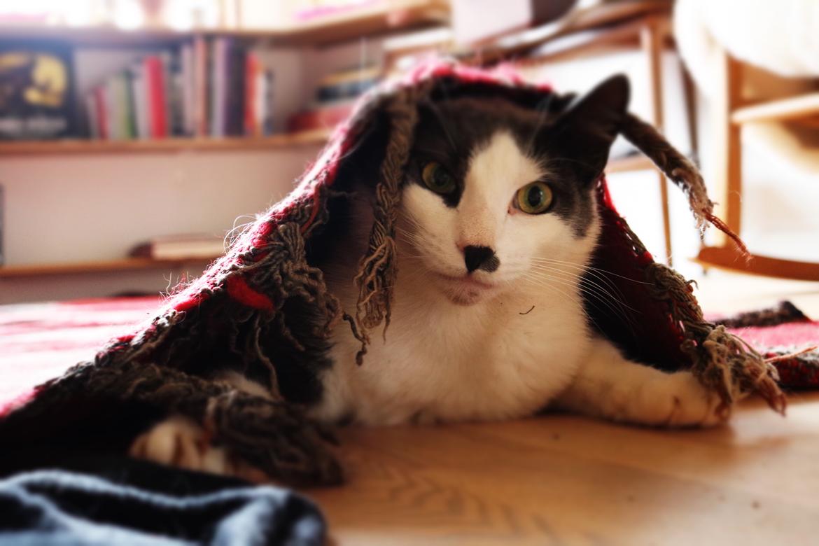 Huskat Mogwli billede 4