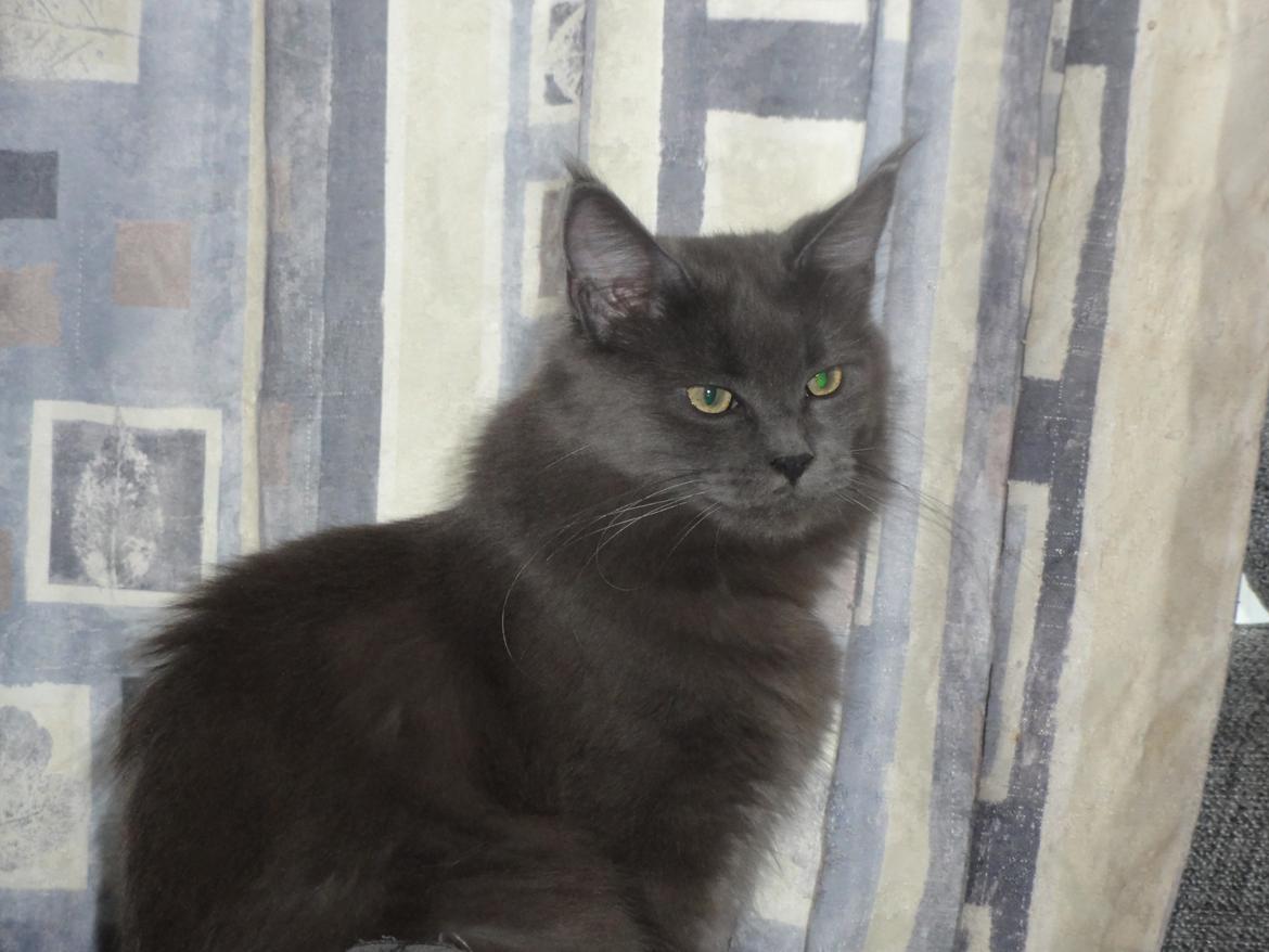 Maine Coon Blackangel's Magby billede 8