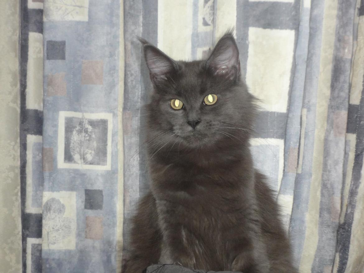 Maine Coon Blackangel's Magby billede 6