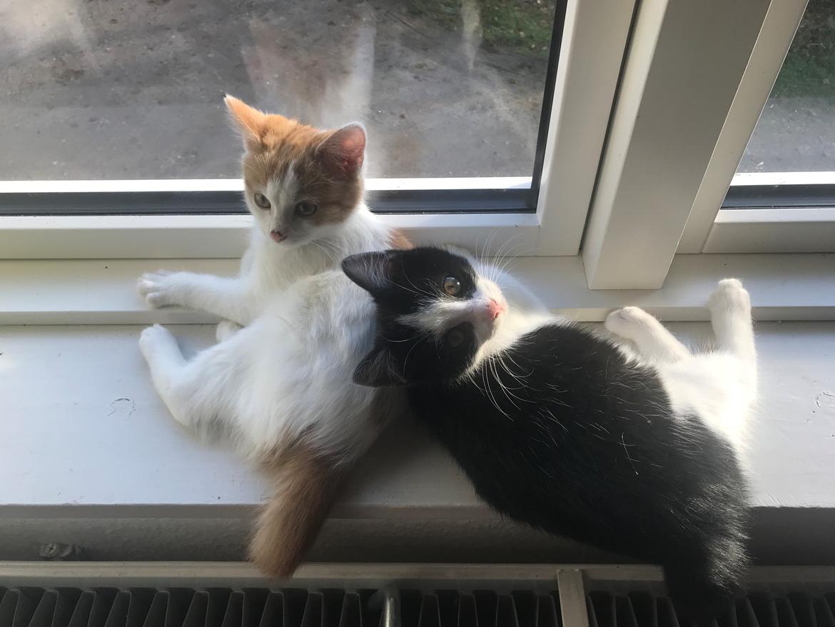 Huskat Yoda billede 2