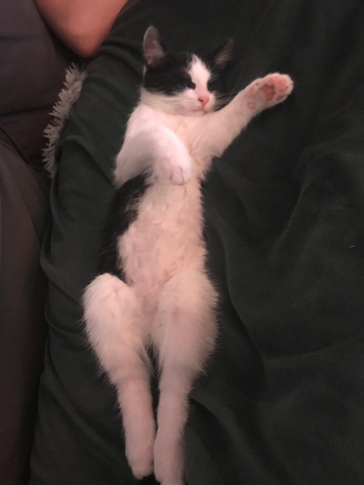 Huskat Yoda billede 3