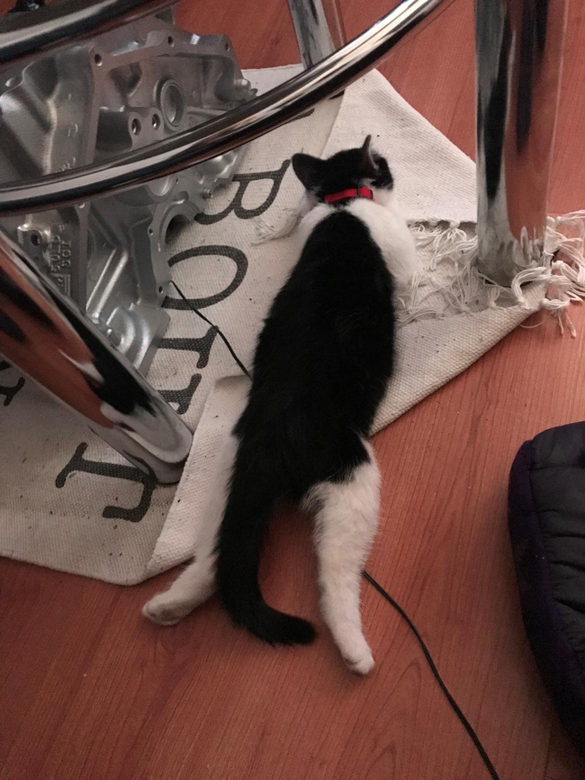 Huskat Yoda billede 5