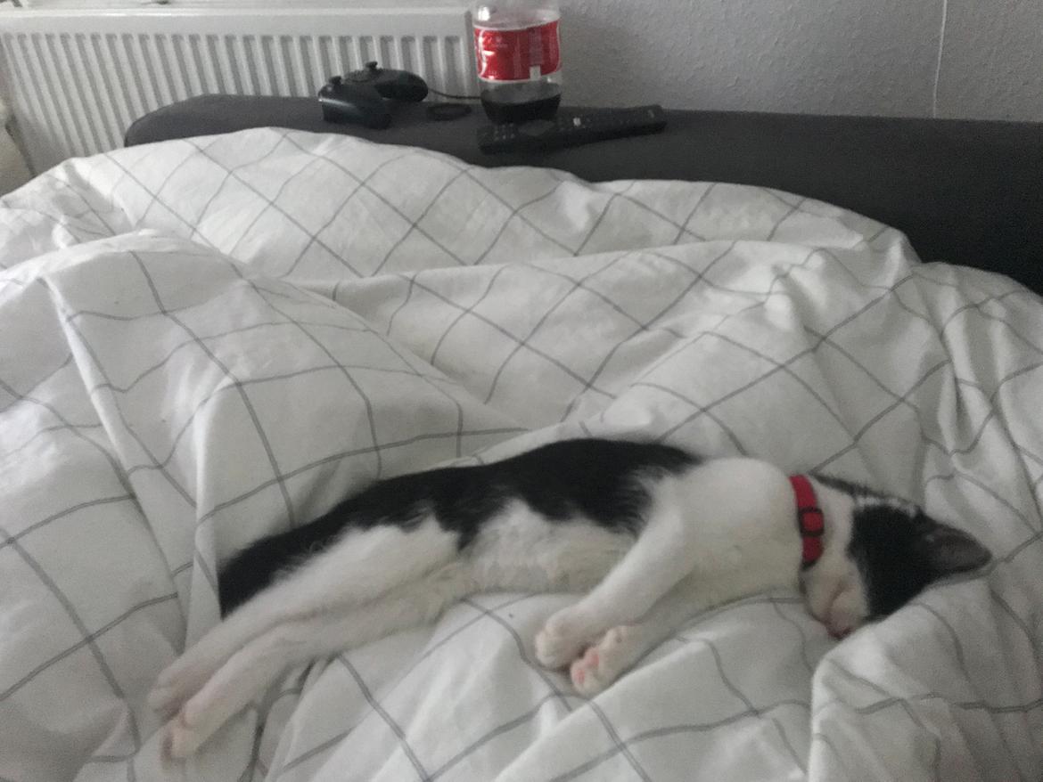 Huskat Yoda billede 6