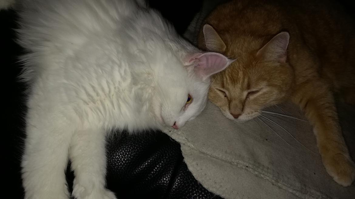 Blanding af racer Phønix (floffy) billede 21