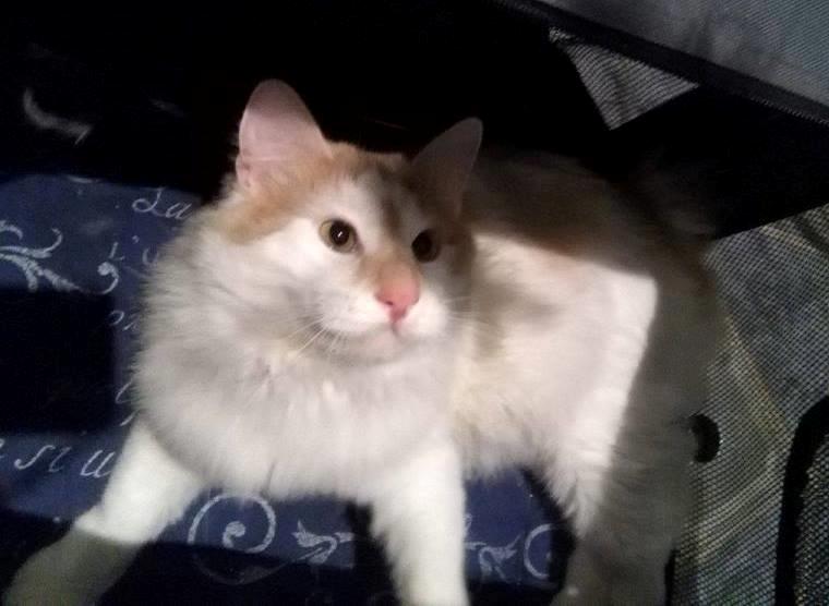 Kurilean Bobtail Johnny - Lucky Paws John Wayne  billede 8