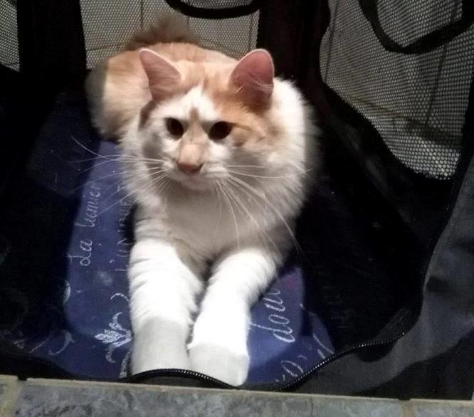 Kurilean Bobtail Johnny - Lucky Paws John Wayne  billede 7