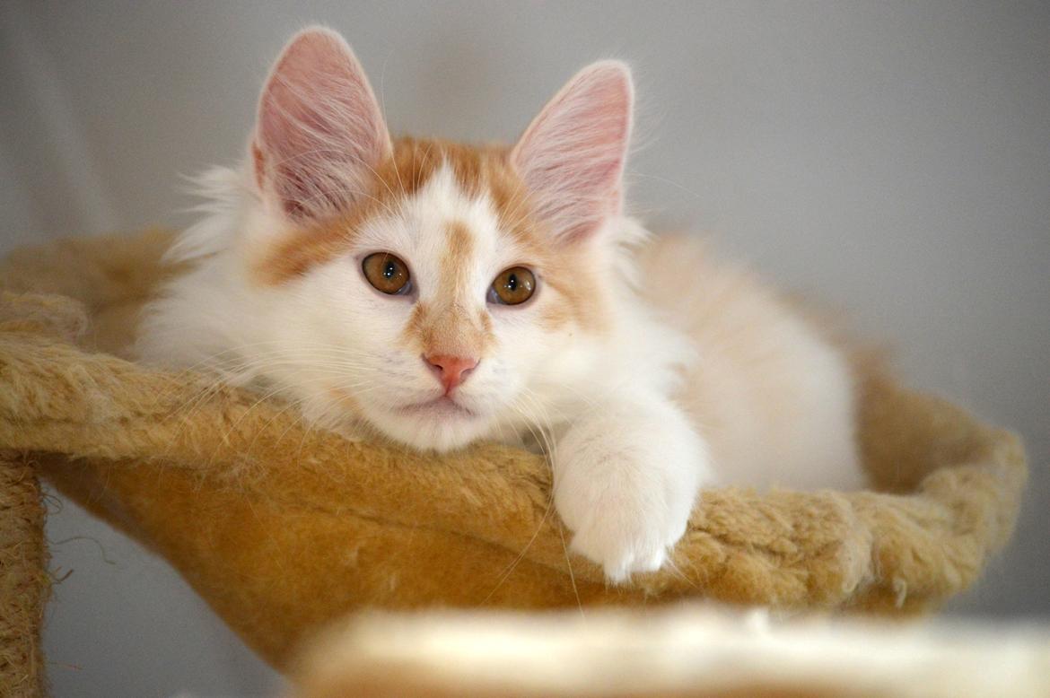 Kurilean Bobtail Johnny - Lucky Paws John Wayne  billede 9