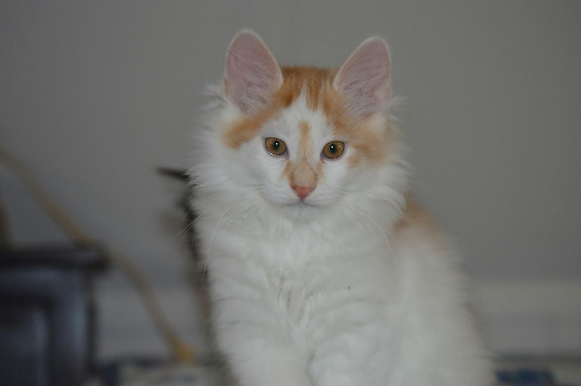 Kurilean Bobtail Johnny - Lucky Paws John Wayne  billede 11