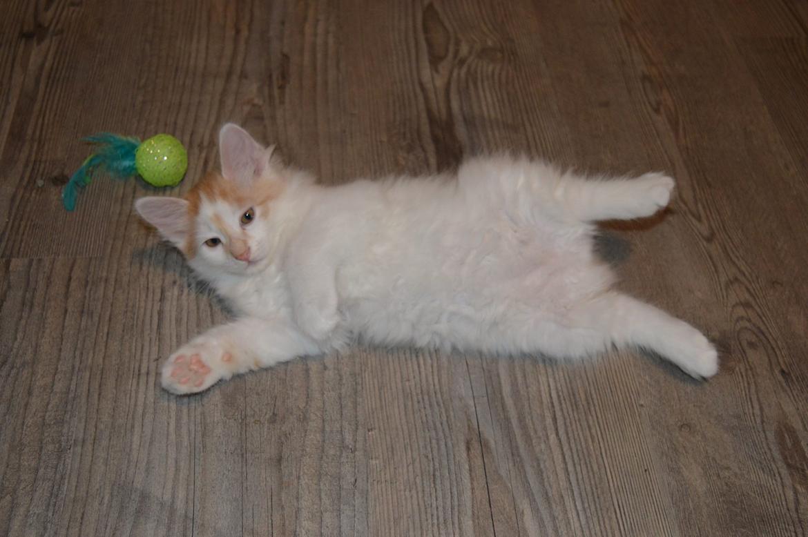 Kurilean Bobtail Johnny - Lucky Paws John Wayne  billede 12