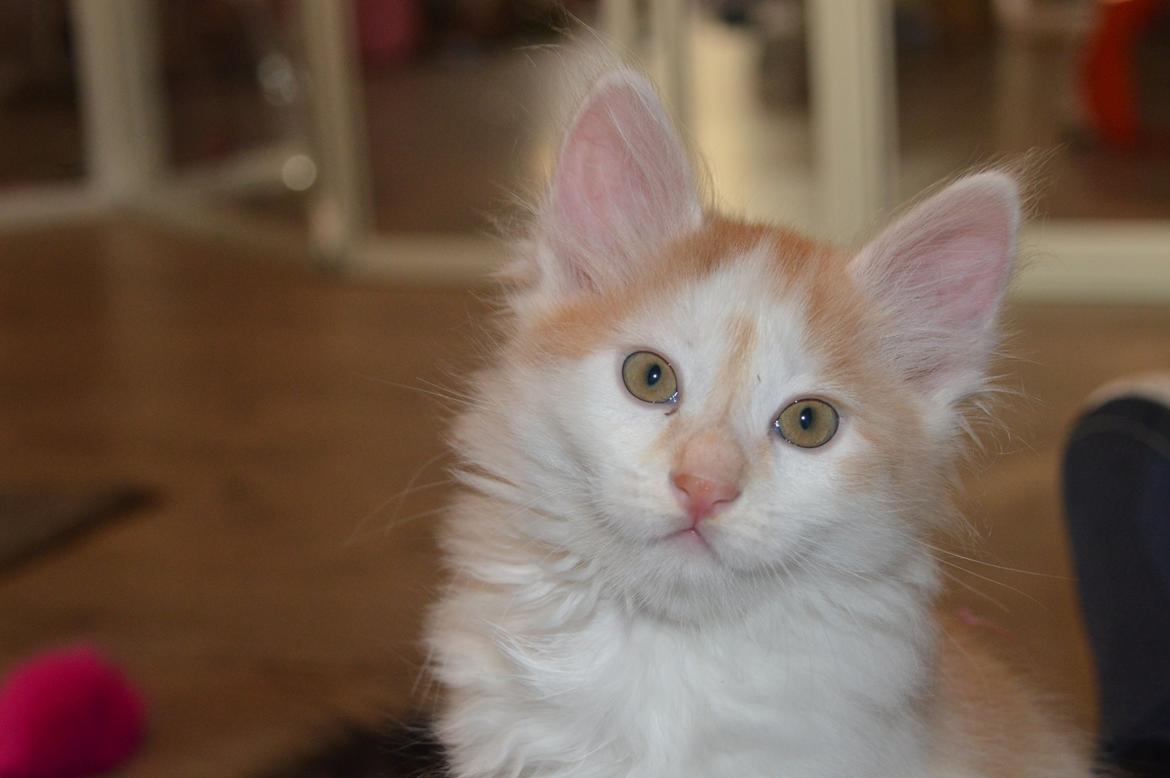 Kurilean Bobtail Johnny - Lucky Paws John Wayne  billede 13