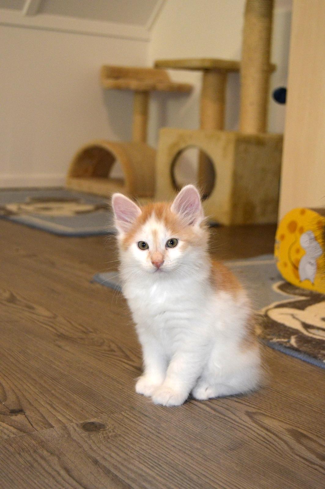 Kurilean Bobtail Johnny - Lucky Paws John Wayne  billede 14