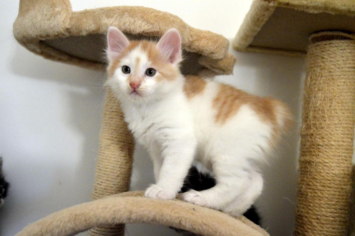 Kurilean Bobtail Johnny - Lucky Paws John Wayne  billede 15