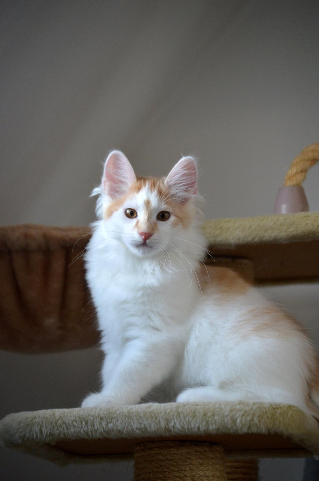 Kurilean Bobtail Johnny - Lucky Paws John Wayne  billede 10